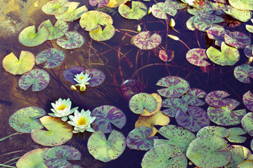 Seerose gelb in einem Gartenteich mit schwimmenden Blättern © JoHans