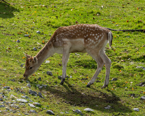 Naklejka na ściany i meble Deer Stock Photo and Image. Young animal close-up feeding on green grass in the field in its environment and habitat surrounding.