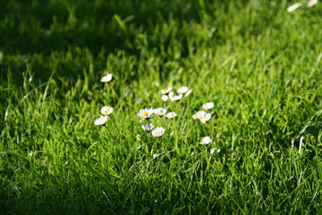 Field flowers