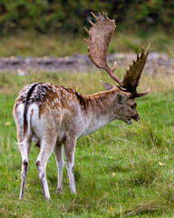 Naklejka na ściany i meble Deer Stock Photo and Image. Close-up profile rear view in the field with a blur forest background displaying antlers in its environment and habitat surrounding. Fallow Deer Picture.
