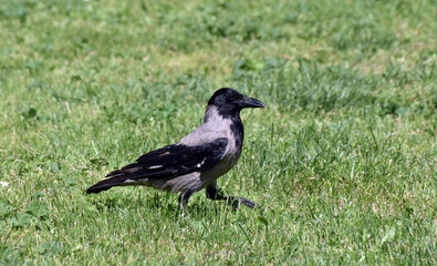 Fototapeta premium Crow on Grass