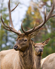 Naklejka na ściany i meble Elk Stock Photo and Image. Male and female head shot with a blur background in their environment and habitat surrounding,