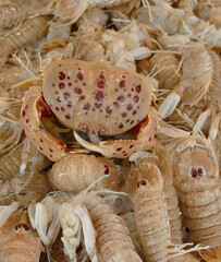 Langoustine lobsters and crab in a local market