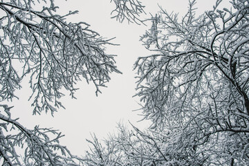 Snow branches of a tree
