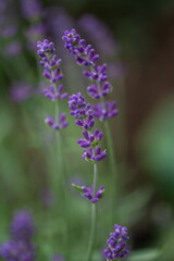Obraz premium lavender thread in the middle of a lavender field in Romania,Bistrita