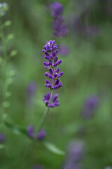 lavender thread in the middle of a lavender field  in Romania,Bistrita