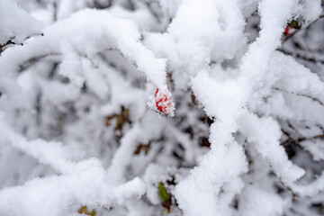 red berrier winter