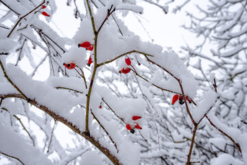 red berrier winter
