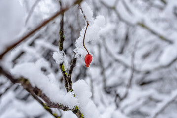 berries in snow