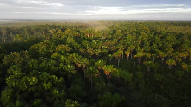 Aerial flight across tropical jungle rainforest natural wilderness park