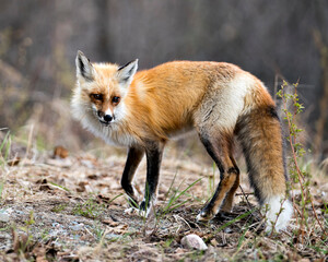 Naklejka na ściany i meble Red Fox Photo Stock. Fox Image. Close-up profile side view in the spring season with blur background and enjoying its environment and habitat. Picture. Portrait.