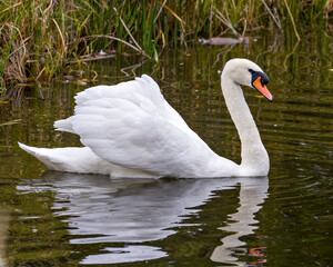 Swan Mute Stock Photo and Image. Swan Mute bird swimming with spread white wings with water...