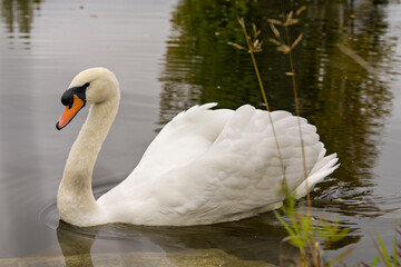 Fototapeta premium Swan Mute Stock Photo and Image. Swan Mute bird swimming with spread white wings with water background in its environment and habitat surrounding. Portrait. Picture.
