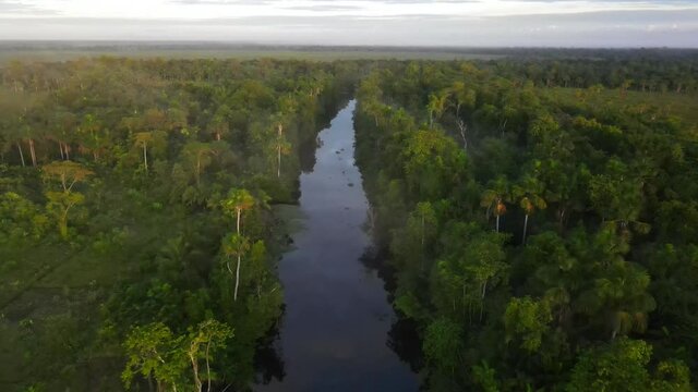 Aerial flight with parrots flying around across tropical jungle rainforest