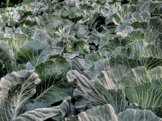 cabbage growing in the garden