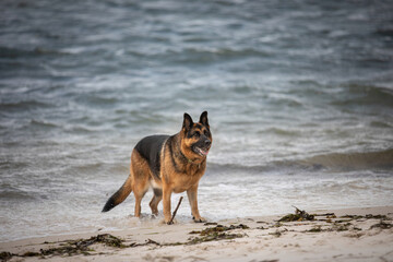 A female German Shepherd Dog enjoying a day at the beach.