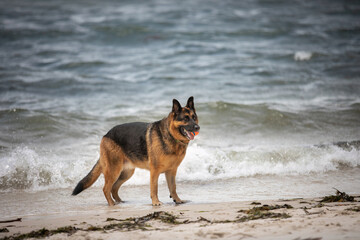 A female German Shepherd Dog enjoying a day at the beach.