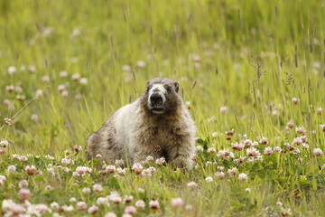 Hoary Marmot in a field with flowers