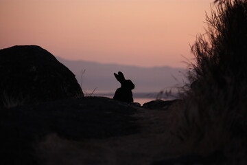 A silhouetted rabbit at sunset on a mountaintop