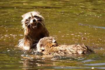 Two raccoons fighting in the water