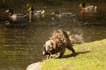 A raccoon shaking off water beside a pond with ducks
