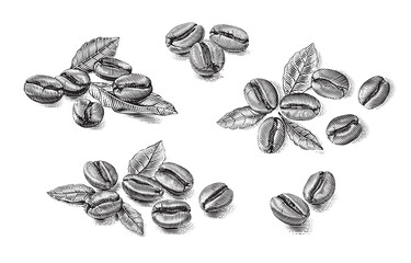 set coffee beans Hand drawing sketch engraving illustration style