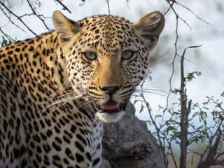 close up of leopard