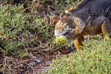 Land iguana with a prickly pear cactus; South Plaza Island, Galapagos