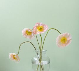 Close up cropped view of pale pink iceland poppies in glass vase against green background (selective focus)