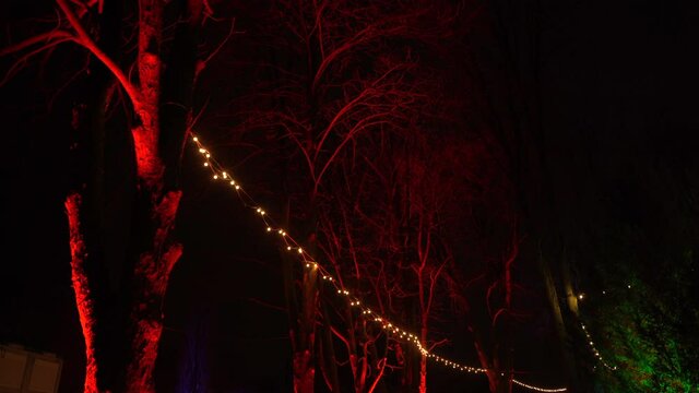 Colorful treetops with fairy lights