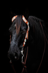 Horse in black © Kinga