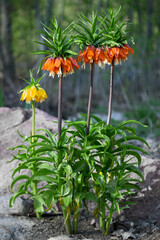 Fototapeta na wymiar Crown Imperials flowers, Kaiser's Crown, Fritillaria imperialis in the garden. Vertical image