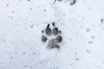 Paw Print in Snow