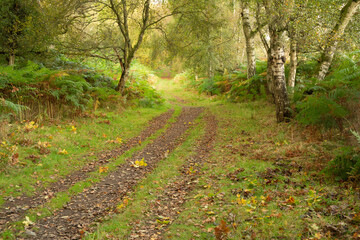 footpath in the woods