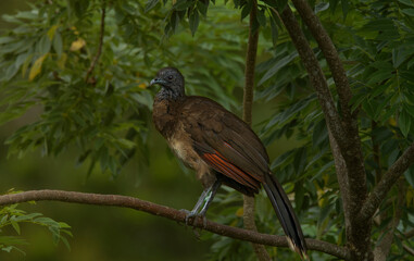 The grey-headed chachalaca of Monteverde, Costa Rica