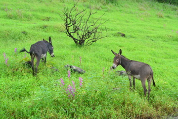 Fototapeta premium Oman