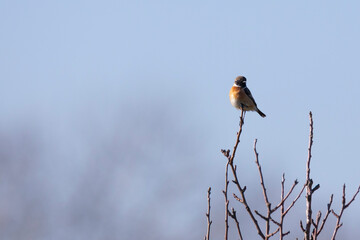 Common stonechat,  Saxicola torquatus, on top of a tree in winter