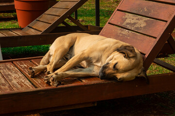Perro descansando