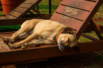 Perro descansando