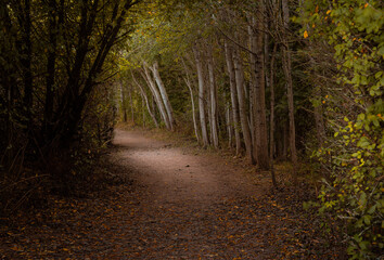 path in the woods