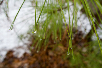 Dew on Pine Needles
