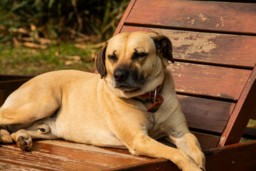 Perro descansando