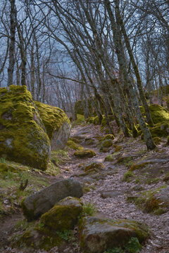 bosque, fotografia, tina modotti, bosque coniferas, bosques, tipos de bosques, foto estudio, bosque templado, parques regiona&ntilde;es, bosque invierno, bosque de la primavera, album de fotos, bosque