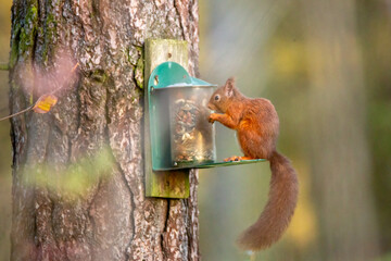 squirrel on a feeder