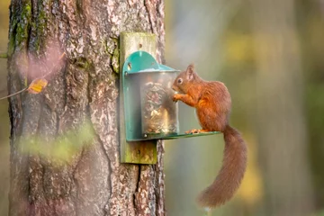 Schilderijen op glas squirrel on a feeder © james