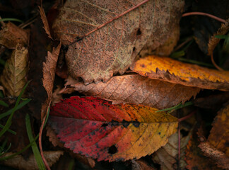 Red autumn leaves