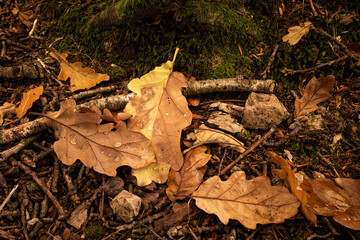 autumn leaves on the ground