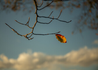 Single Leaf in the sun
