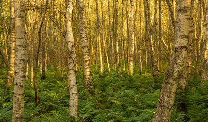 Birch Woodland