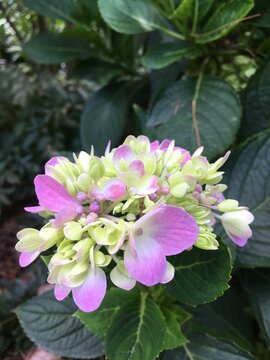 Hydrangeas